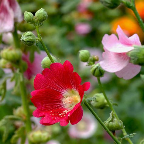 蜀葵花語|蜀葵的花語和寓意，有什麼傳說故事